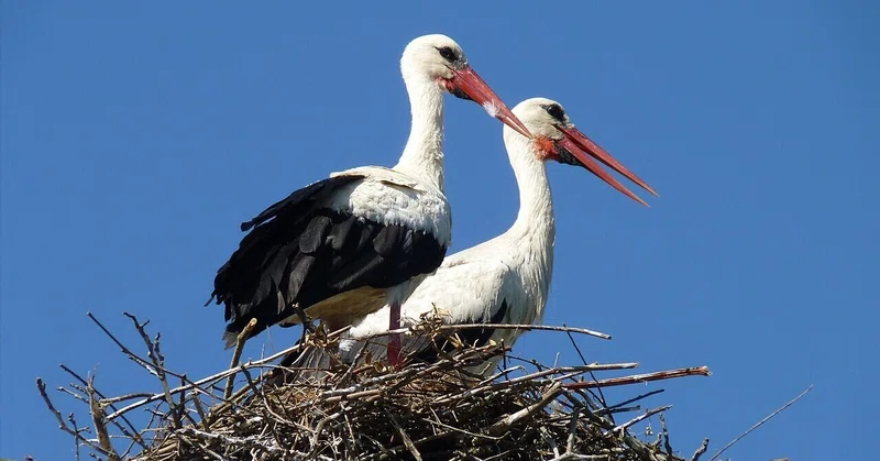 氾濫原が結ぶ鳥と人間の共生　～クロアチアの小村チゴチ、「コウノトリの屋根」を支える治水と地理～