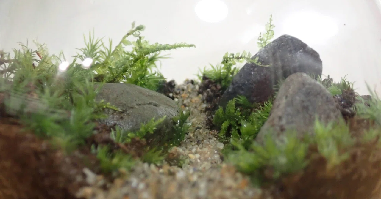 屋久島の森をスプーンですくって瓶に詰めたい | 苔テラリウム製作体験
