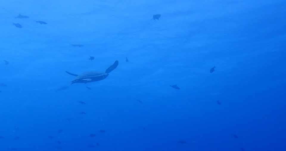 ダイビング In宮古島 産婦人科女医bayaのnote Note