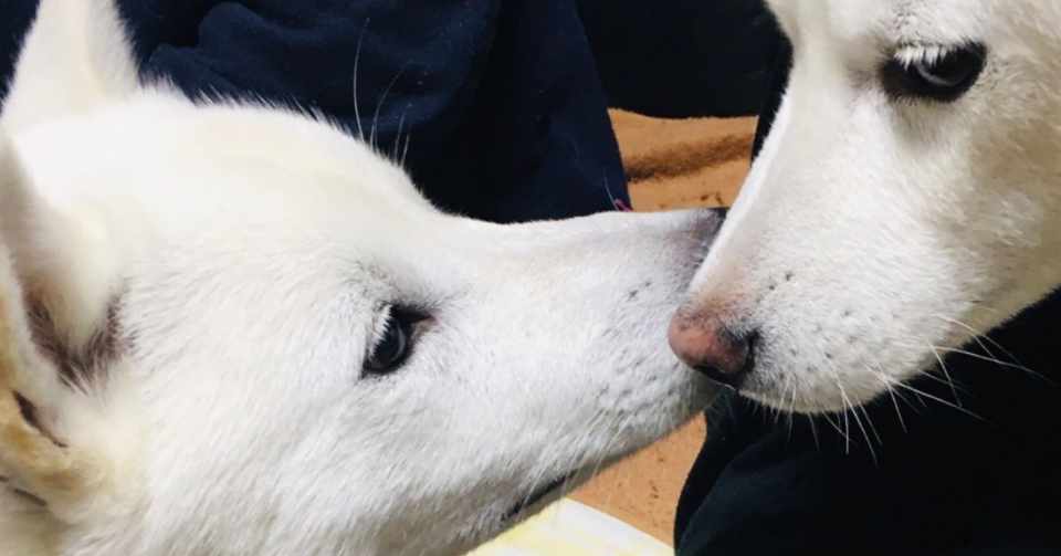 犬との暮らし 犬の病気 躾け そして健康維持をするために Elly Note