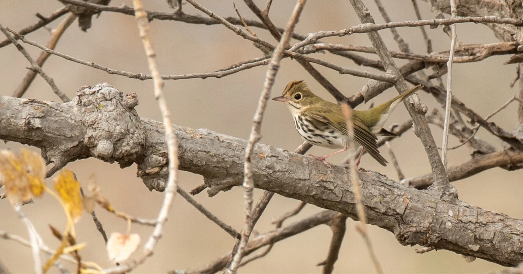 シカゴでバードウォッチング！】 Ovenbird カマドムシクイ｜ローリー