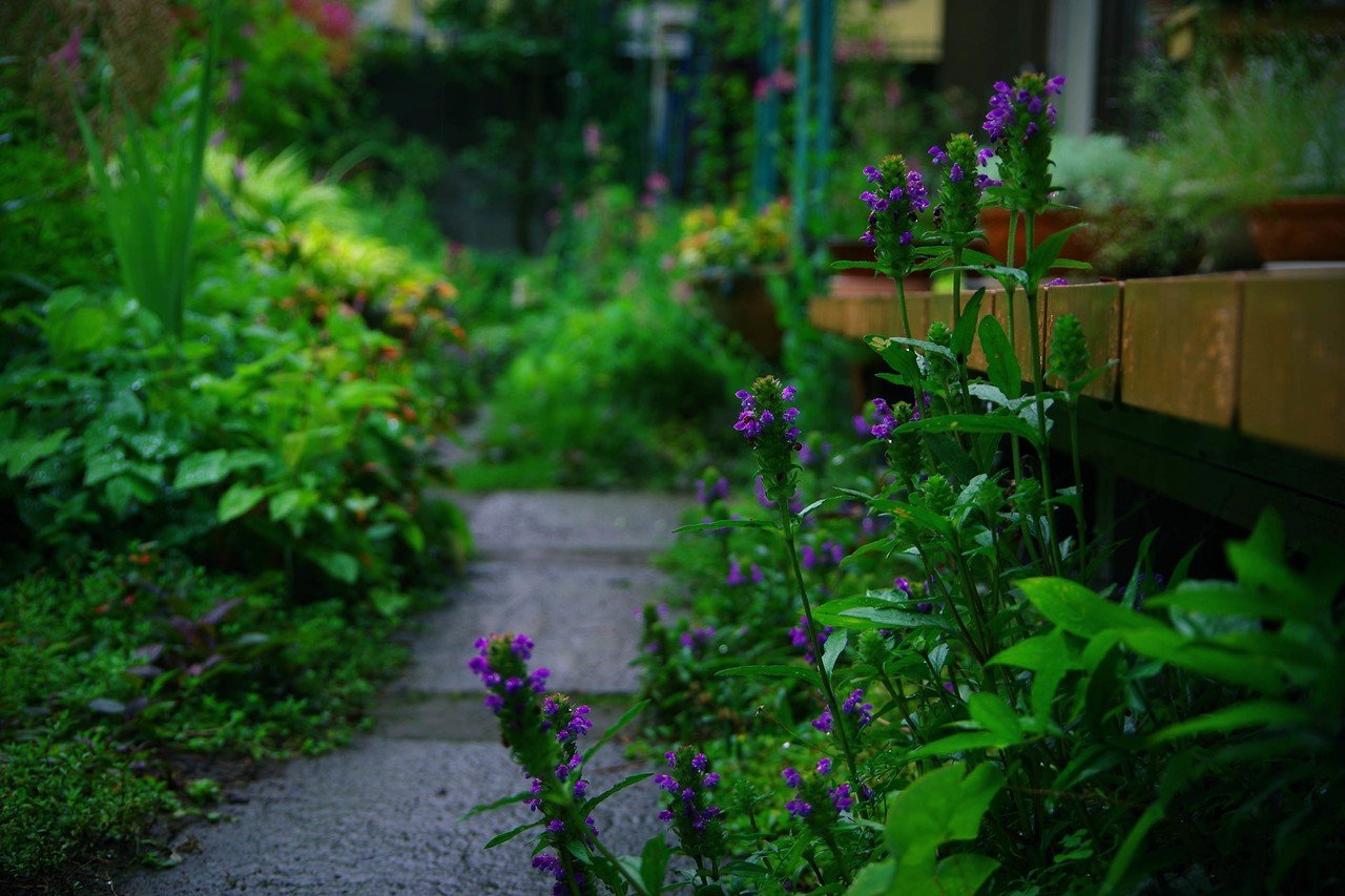 雨の庭 6月22日 2 3 衛星経由フフノカノワの冒険 Note