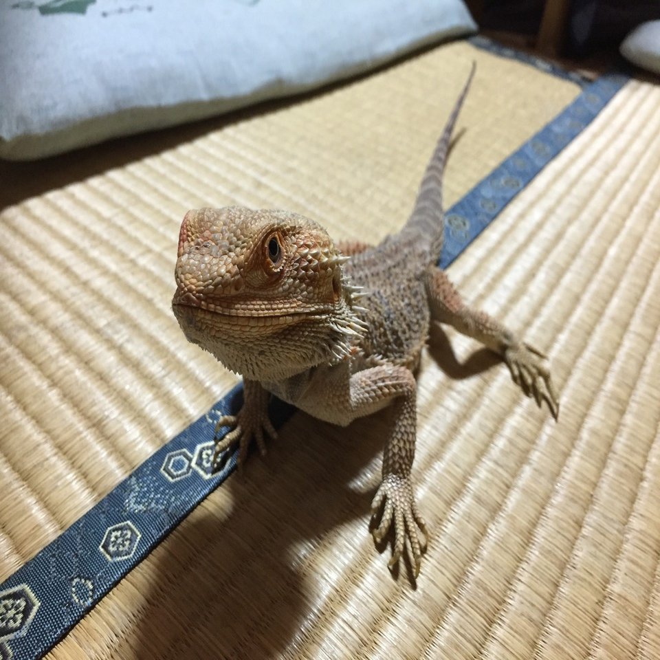 フトアゴヒゲトカゲの飼育方法 亀山さん Note