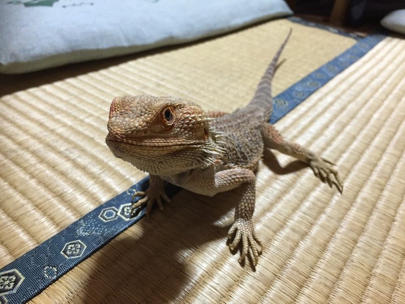 フトアゴヒゲトカゲの飼育方法 亀山さん Note