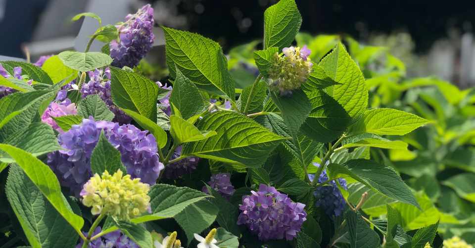 Step By Step 6月23日 犠牲の意味 テモテ牧師 Note