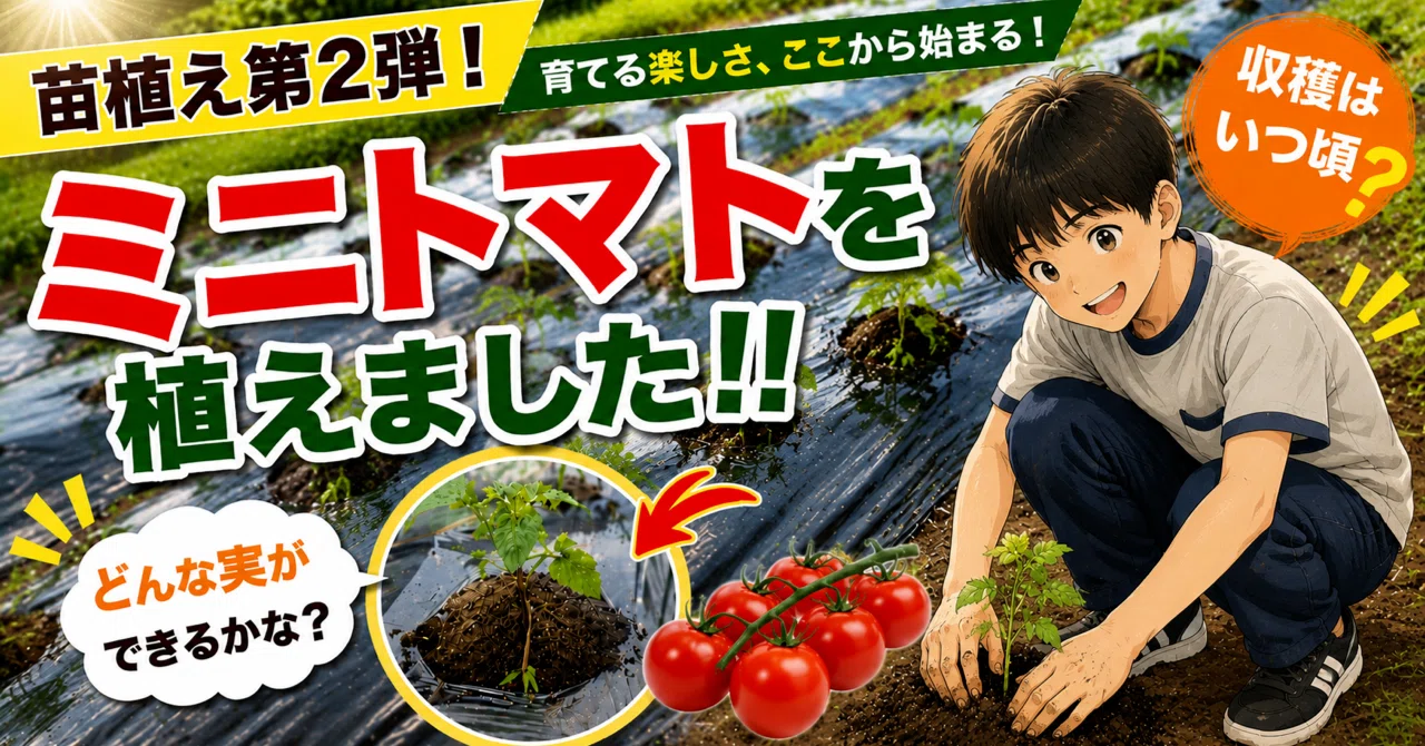LACO畑プロジェクト④│夏の収穫を楽しみに育てます！｜大阪府教育センター