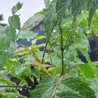 翠雨◖⁠⁠すいう◗