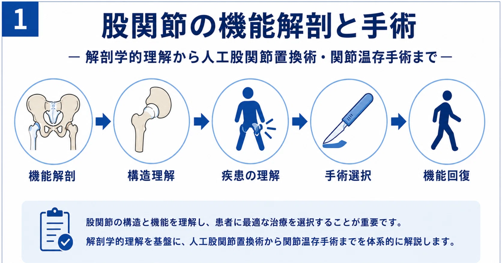 股関節の機能解剖と手術完全ガイド｜人工股関節置換術・関節温存手術