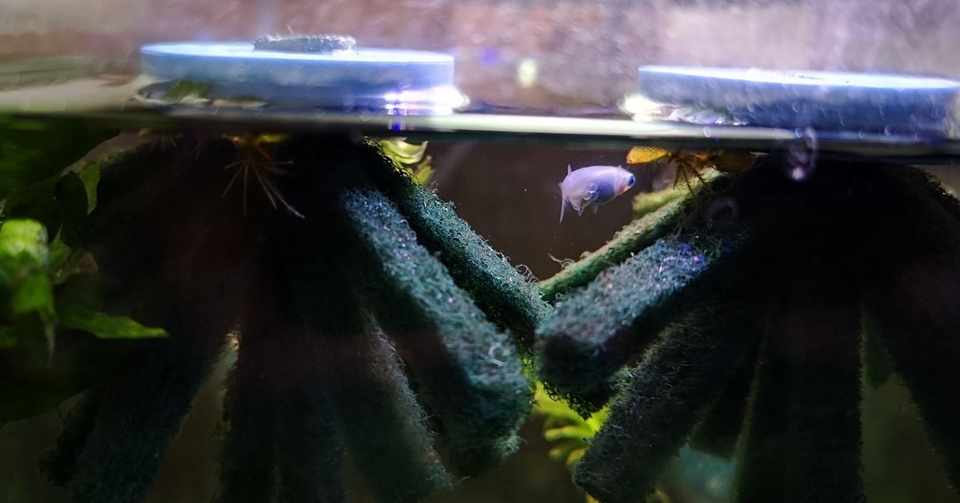 メダカの卵 ぴっと Note