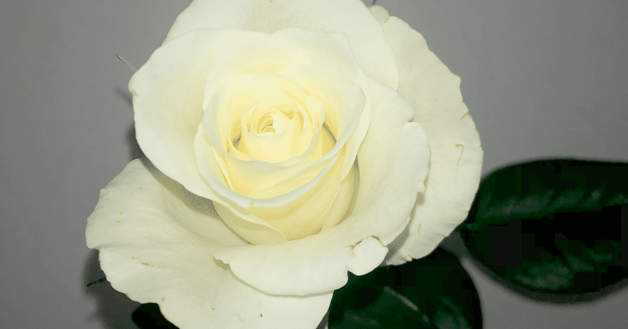 白いバラ の新着タグ記事一覧 Note つくる つながる とどける