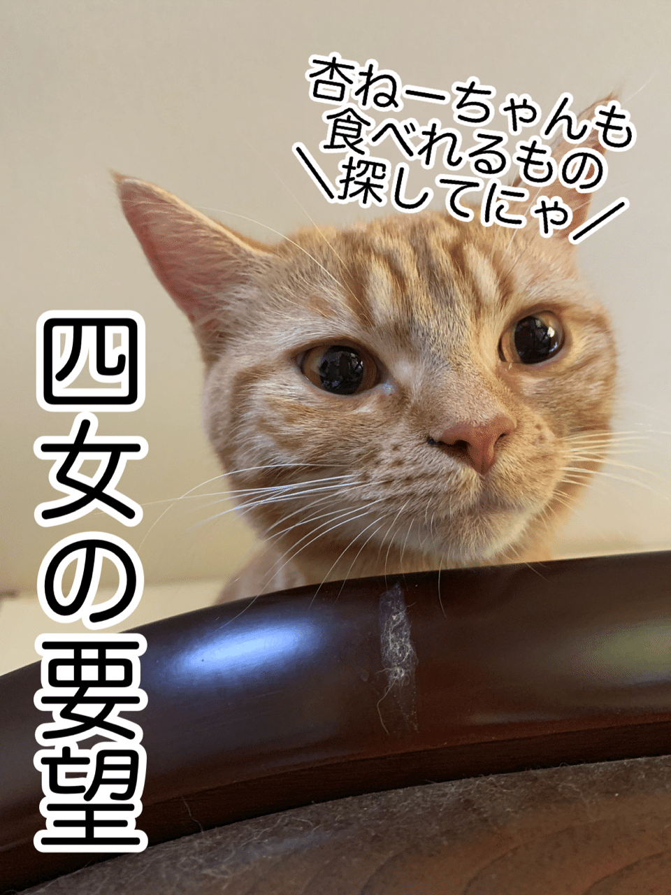 かつお節ならぬマグロ節 高級すぎる猫グルメ るー Note