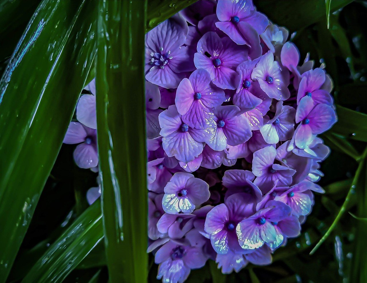 アジサイ 雨 紫 年6月 スマホ Jpegを Pc ライトルームで調整 リック西大寺 Note