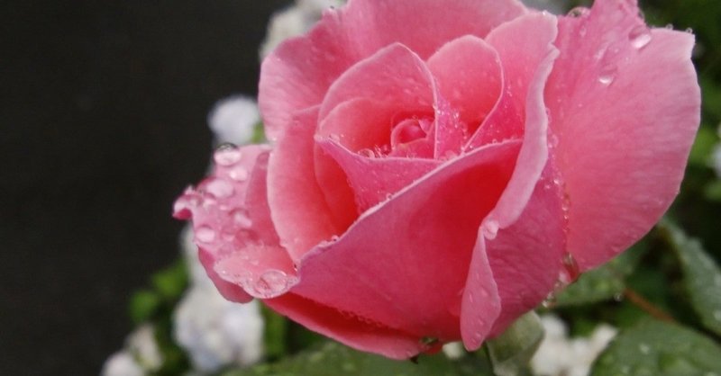 バラは名前が変わっても その花の香りはそのまま ミズキサラ Note