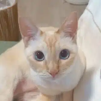翠