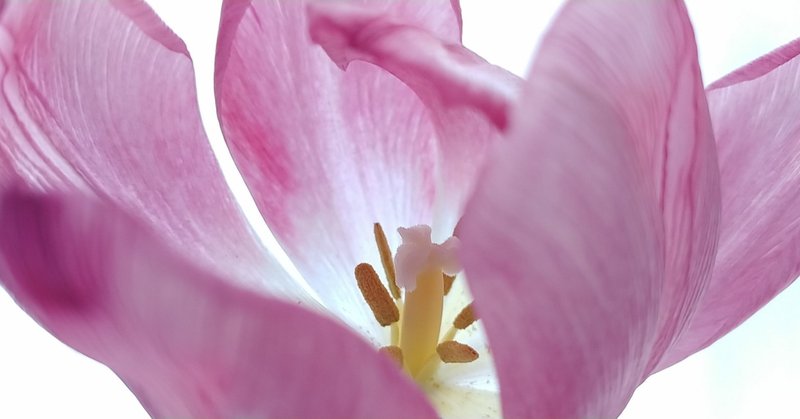 ふと 岡倉天心の 知的セクシーな言葉 に酔いしれたくなった夜 ブラレイコ 自由業 Note ふと 岡倉天心の 知的セクシーな言葉 に酔いしれたくなった夜 ブラレイコ 自由業 Note