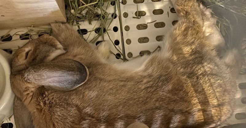 うさぎのしつけに学ぶadhd 文目ゆかり Note