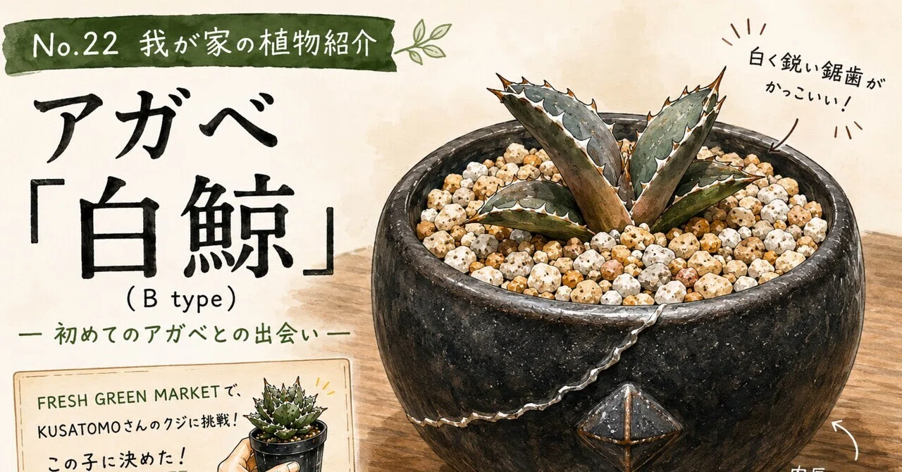 No.22 我が家の植物紹介「アガベ白鯨（B type）」｜マキ爬虫類飼育部屋