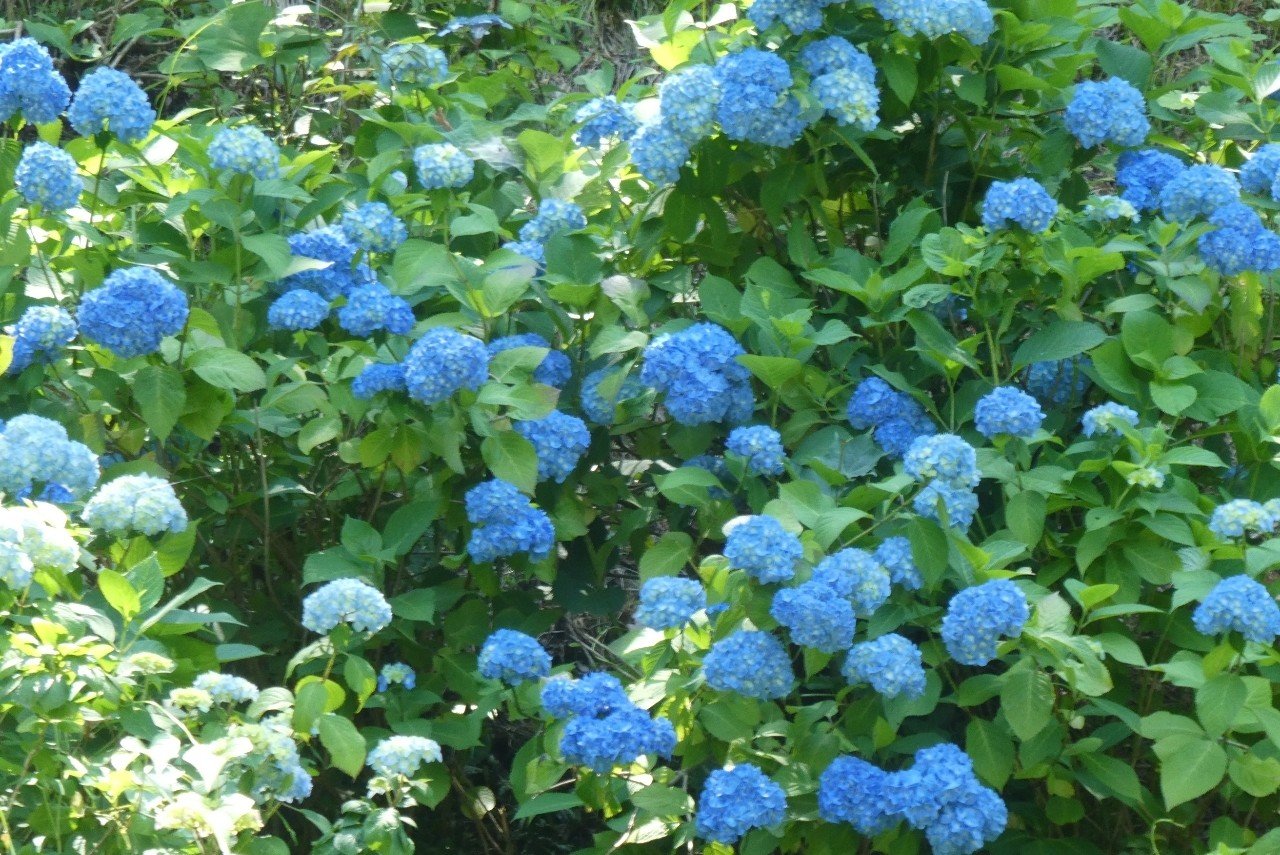 水の器 紫陽花にまつわるエトセトラ こふく Note 水の器 紫陽花にまつわるエトセトラ こふく Note