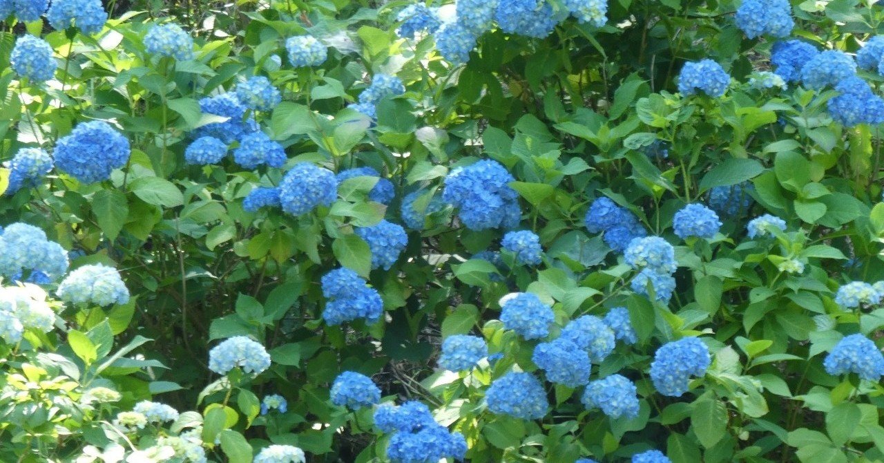 水の器――紫陽花にまつわるエトセトラ｜こふく