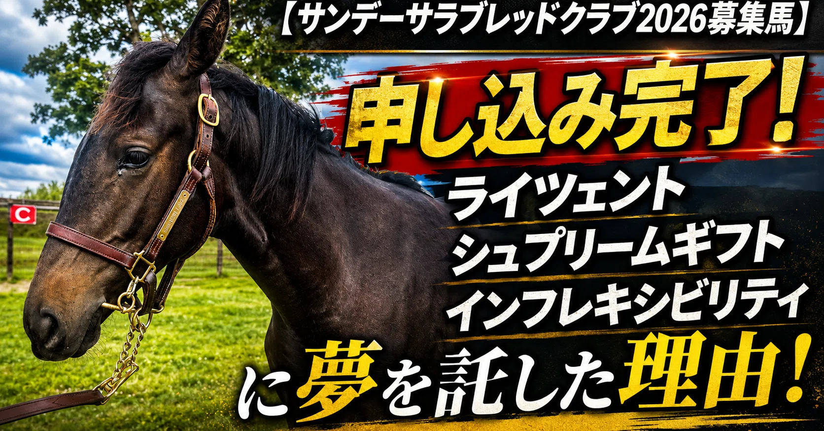サンデーサラブレッドクラブ2026募集馬】申し込み完了！ライツェント