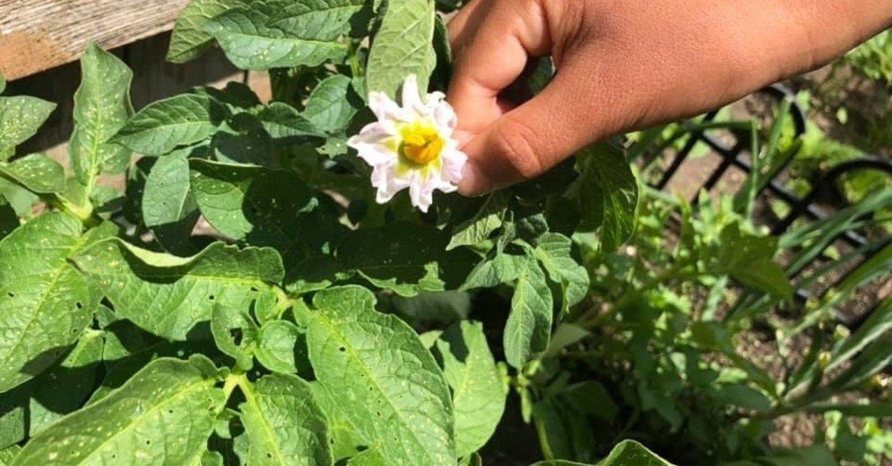 父の日に贈った じゃがいもの花言葉 おやつのおと Note