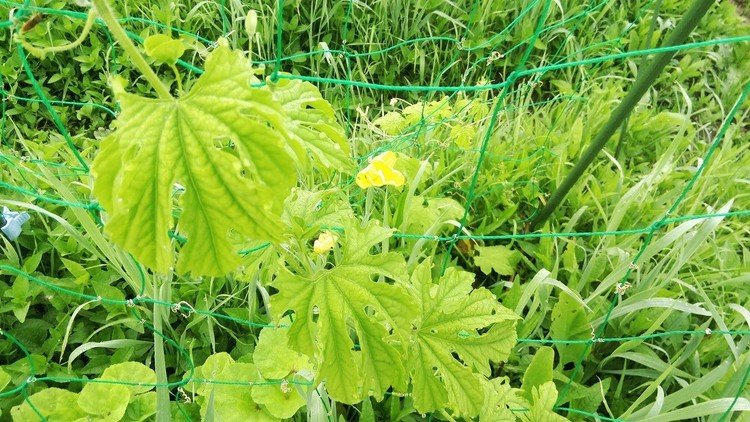 ゴーヤの花。こいつら順調なら取り切れないくらいに実が付いて取り切れなかった実から翌年ワラワラと…なんて事になるので要注意です。