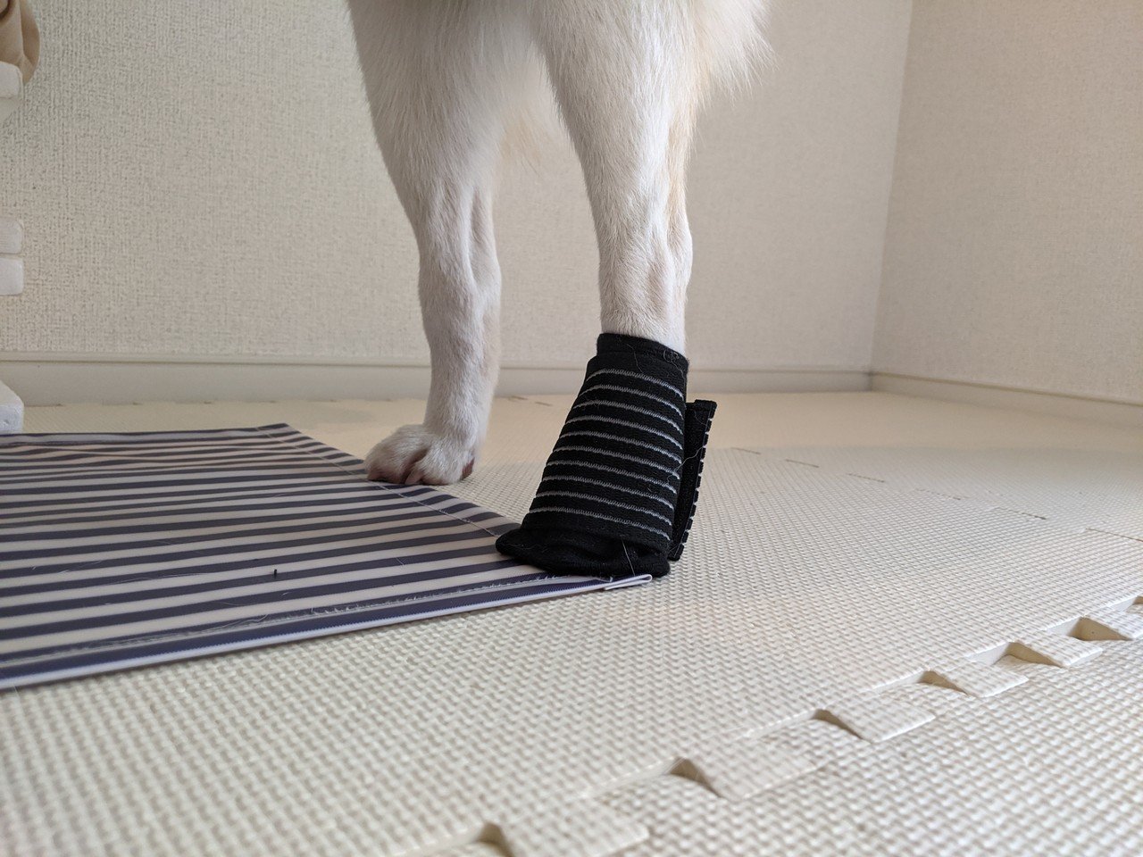 犬のくつ 代用品をさがす 犬の介護 Una Ricca Note 犬のくつ 代用品をさがす 犬の介護 Una Ricca Note