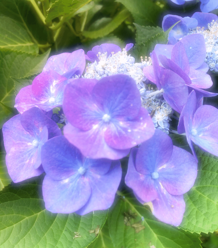 #あじさい #紫陽花 #カメラのたのしみ方 #雨の日をたのしく #梅雨
