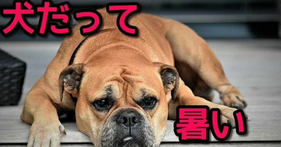 調査結果 暑さに脆弱な犬ランキングとその原因 天気人ヨハイ Note