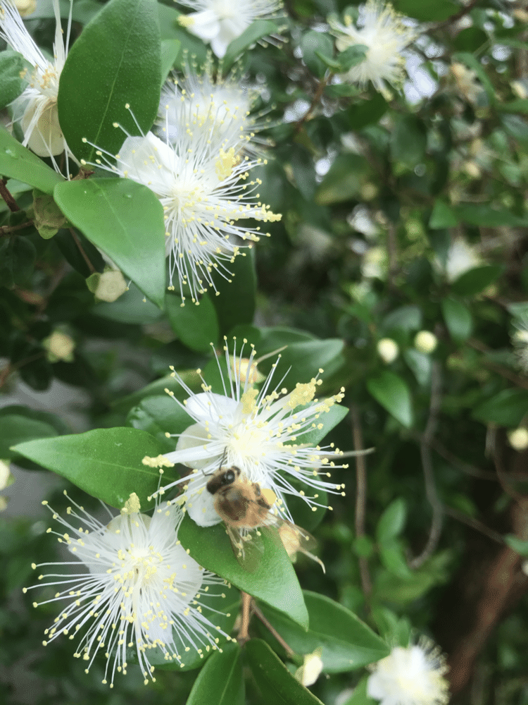 マートル(銀梅花)に来た虫←ミツバチと思うけど、ハナアブかも？

花は好きだけど虫は苦手だから覚えられない（笑）