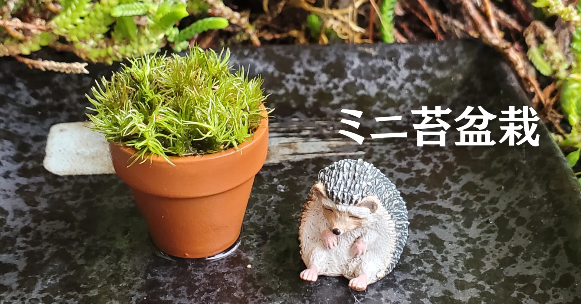 ミニ苔盆栽を作ったよ｜moss paradise3055（モスパラ）