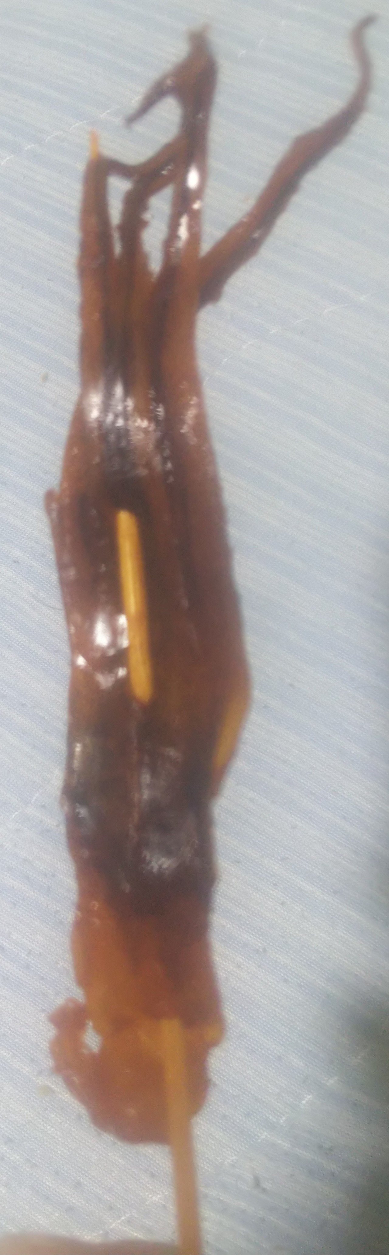 やっと食べられた 紋次郎いか が中々素晴らしい味わいだった件 名古屋壬生三郎 Note