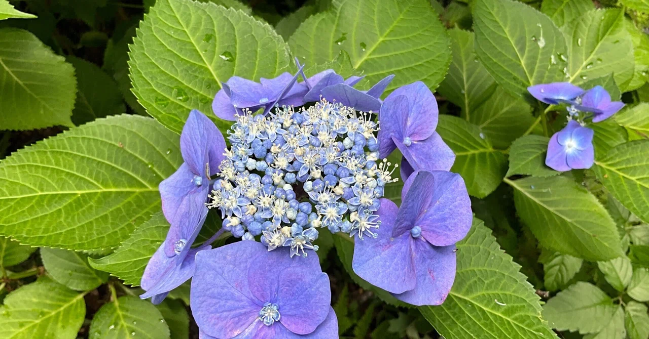 アジサイのブルースカイ（京都府立植物園）：2026年6月27日（土