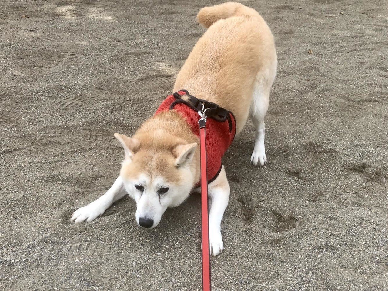 腎不全 との付き合い方 13歳の柴犬の場合 黒田隆憲 Note