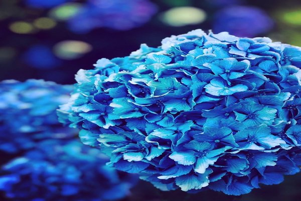 枯れかけの紫陽花の葉脈が綺麗でしたがうまく撮れずタメイキ の新着タグ記事一覧 Note つくる つながる とどける