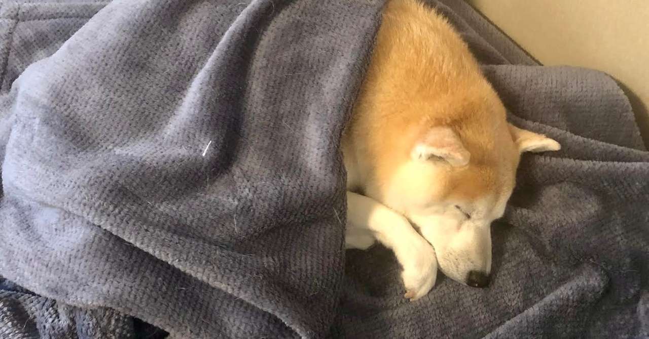 腎不全 との付き合い方 13歳の柴犬の場合 黒田隆憲 Note