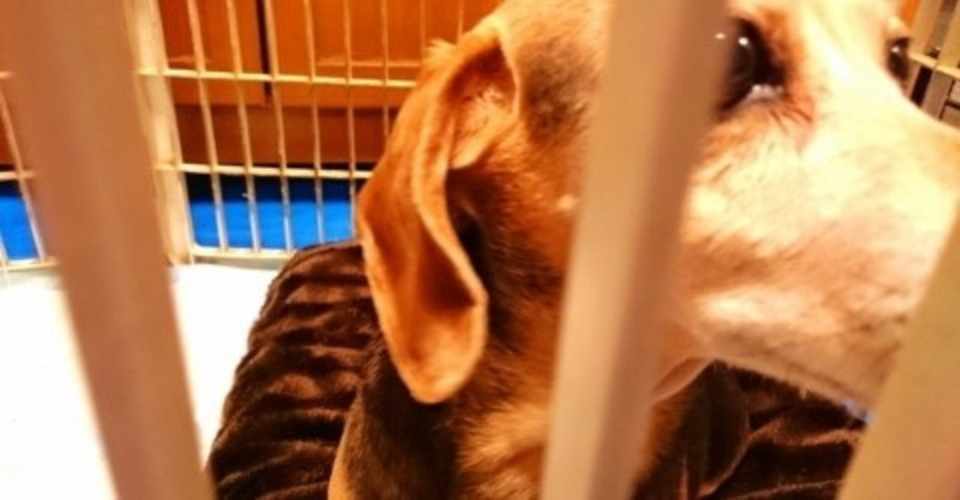 犬のしつけの失敗を教本のせいにしちゃダメ 小ライス Note