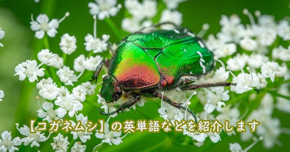 かねむし コガネムシ