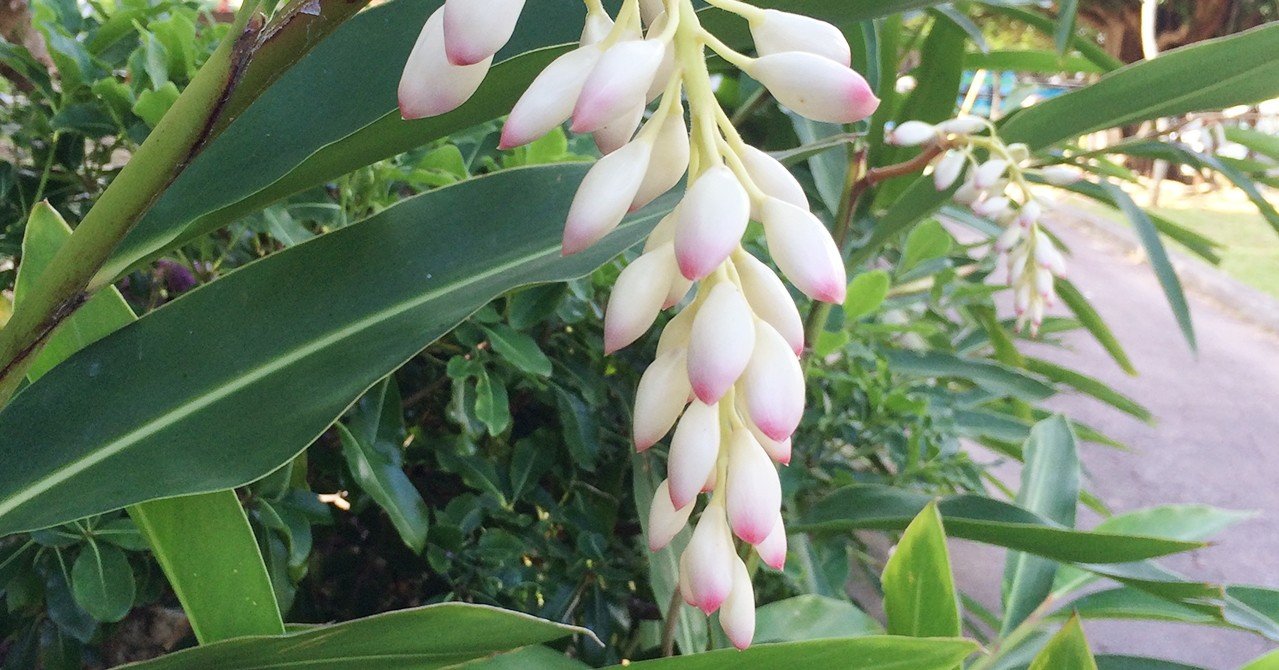 月桃の花 矢野沙織 Note