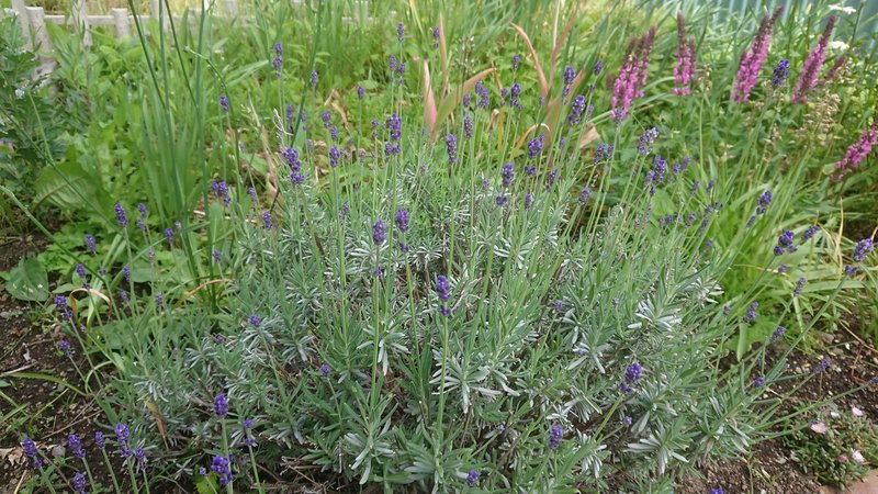 家庭菜園 あるいはガーデニング記 年 その6 ジャガイモの花とラベンダー Kama Note