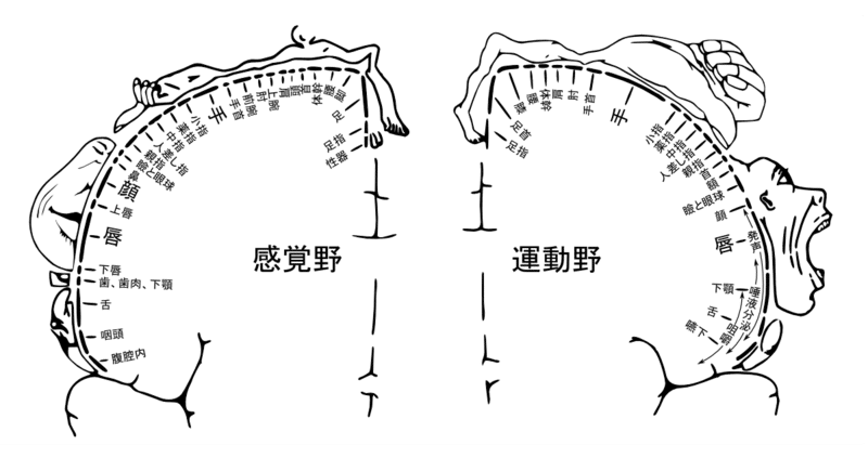 イルカはヒトより脳がでかいが ヒトがイルカより頭がいいのはなぜか てぃぴよ 受験鬱からの逆襲 Note イルカはヒトより脳がでかいが ヒトがイルカより頭がいいのはなぜか てぃぴよ 受験鬱からの逆襲 Note
