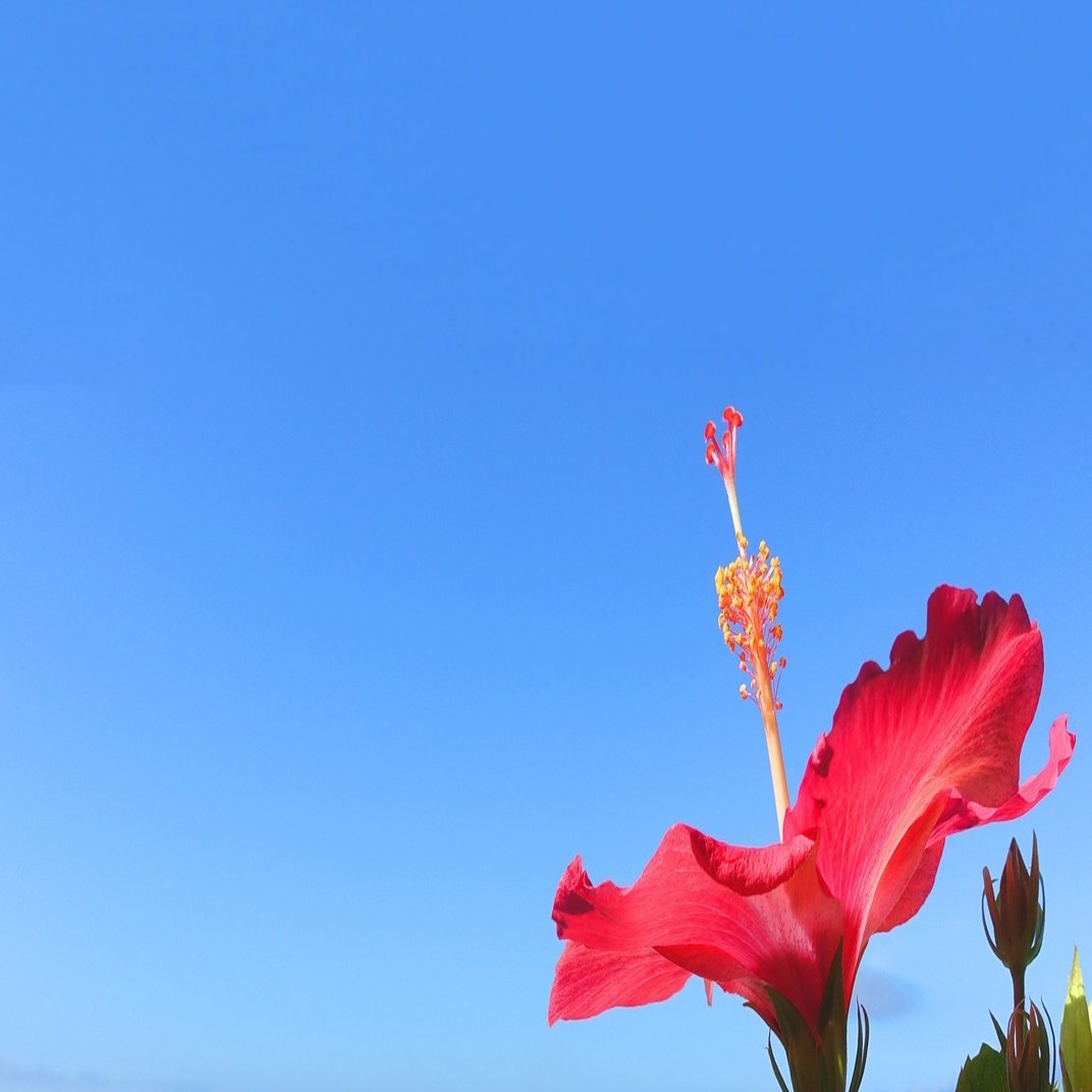 ６月23日は沖縄慰霊の日 The Boomの 島唄 に込められた想いとは コペルくんwithアヤ先生 Note大学初代教授 Note