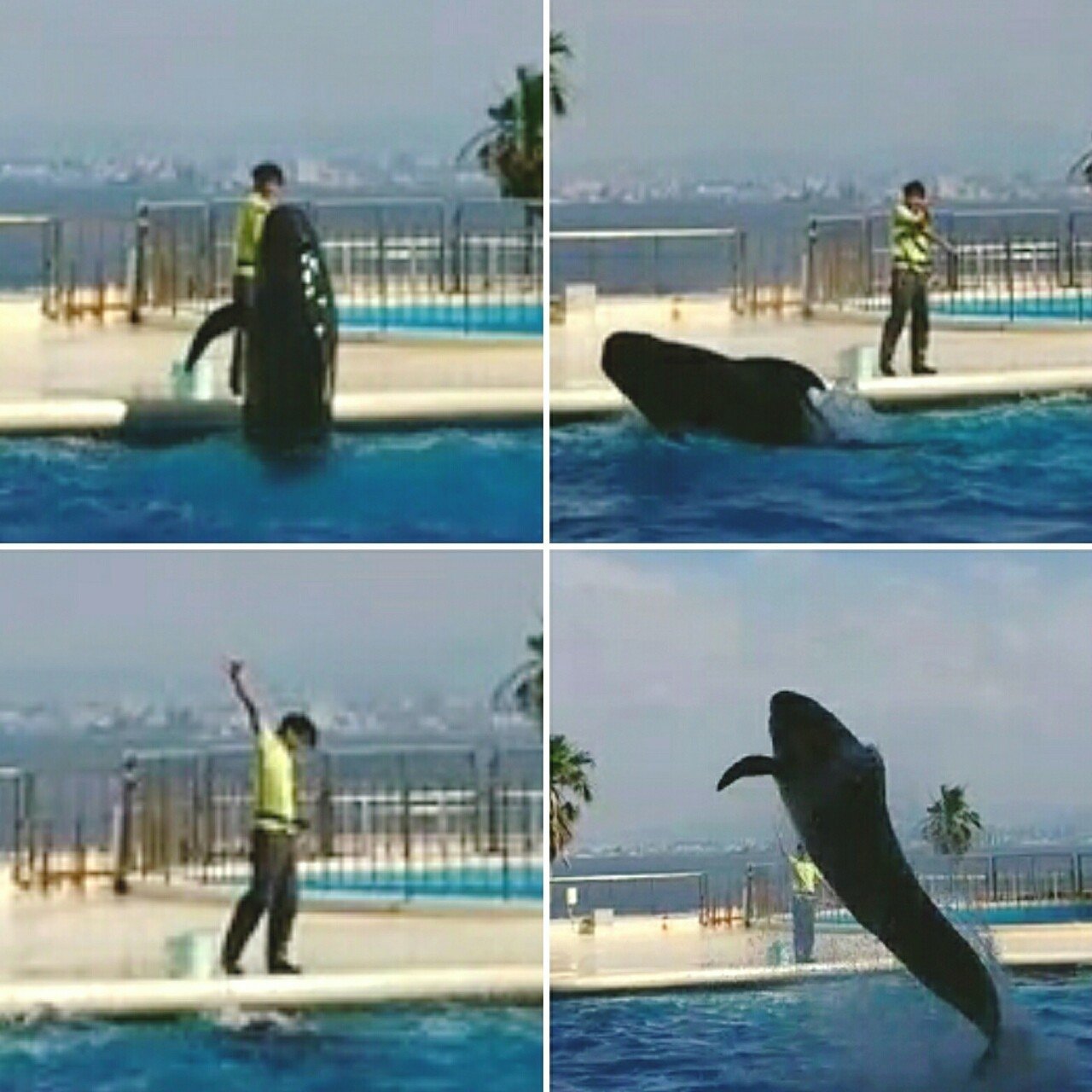 暑 一文字日記 32日目 いきもの画家 Poppo Note