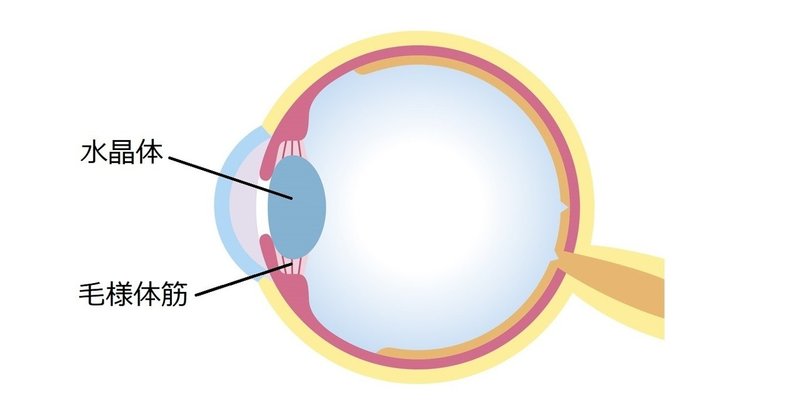 水晶体　毛様体筋