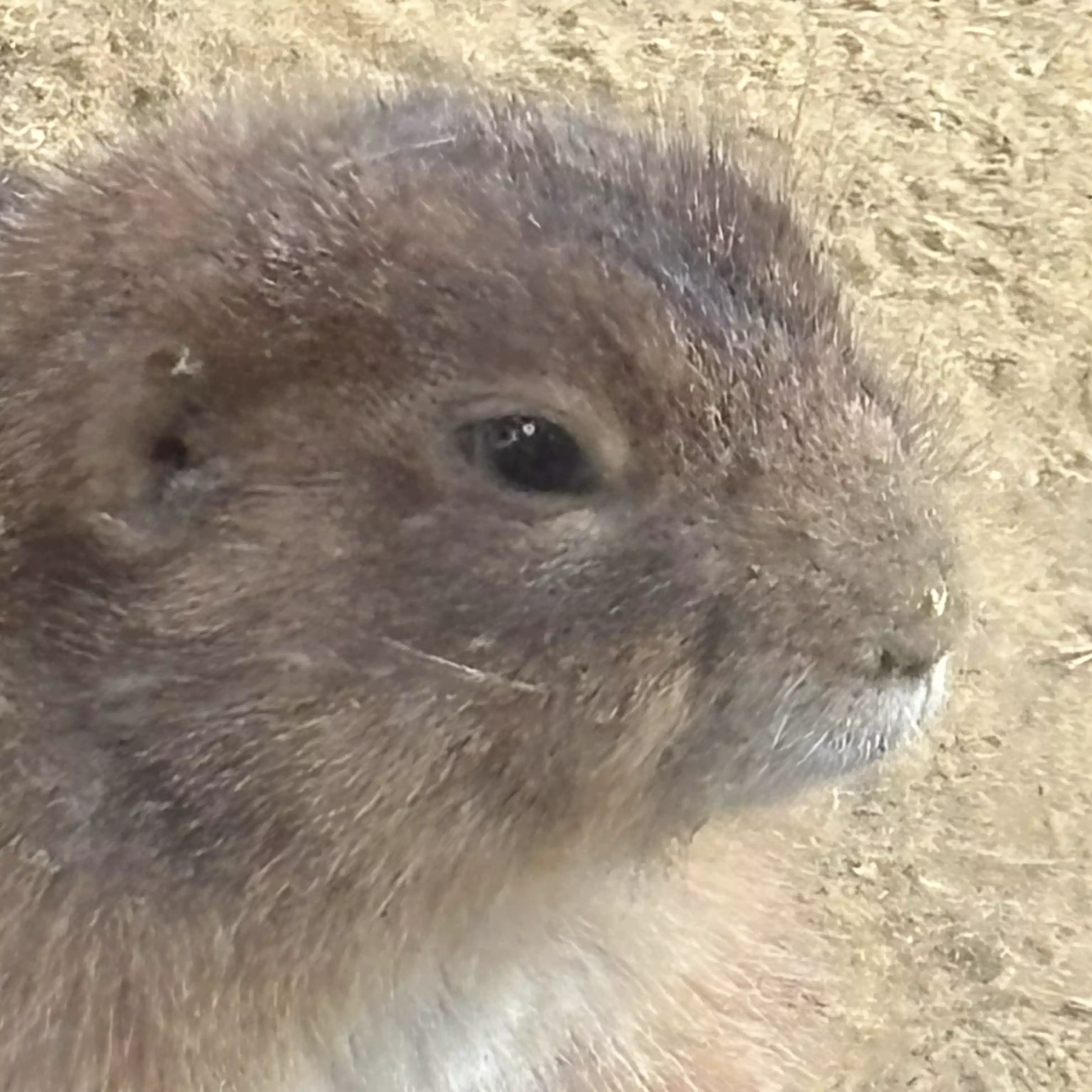 田中中田