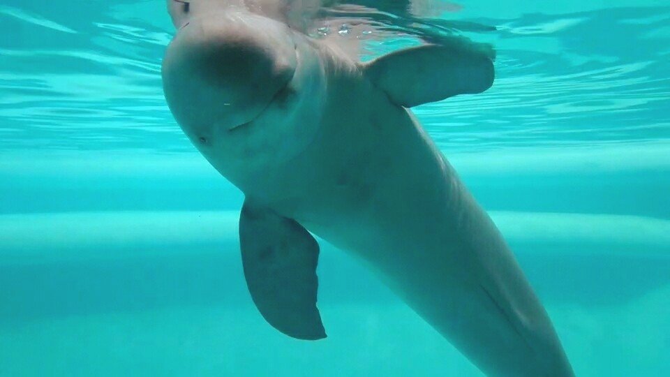 暑 一文字日記 32日目 いきもの画家 Poppo Note