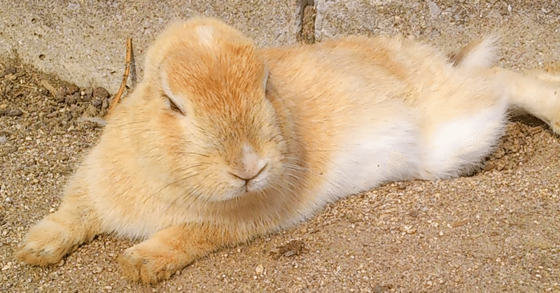 野生のうさぎはたくましい 大久野島 あまの Note