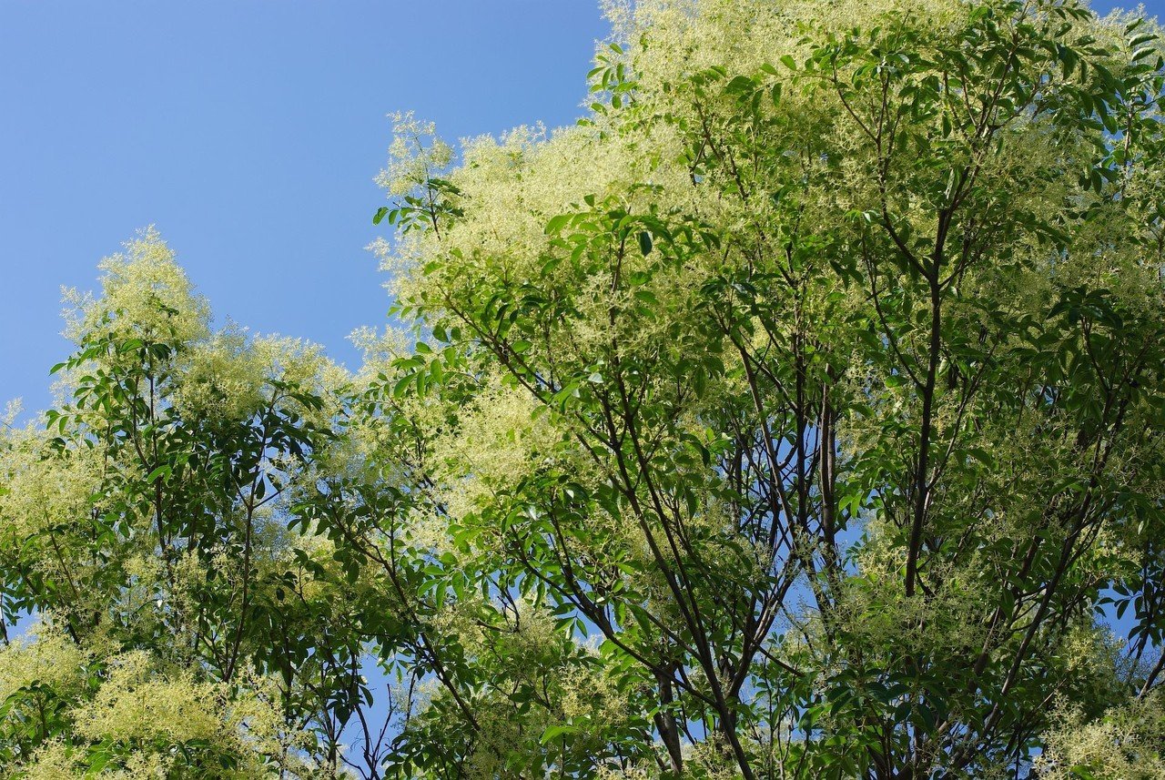 CCDで撮ろう (PENTAX K-m)｜夢望庵 / Mubou-an