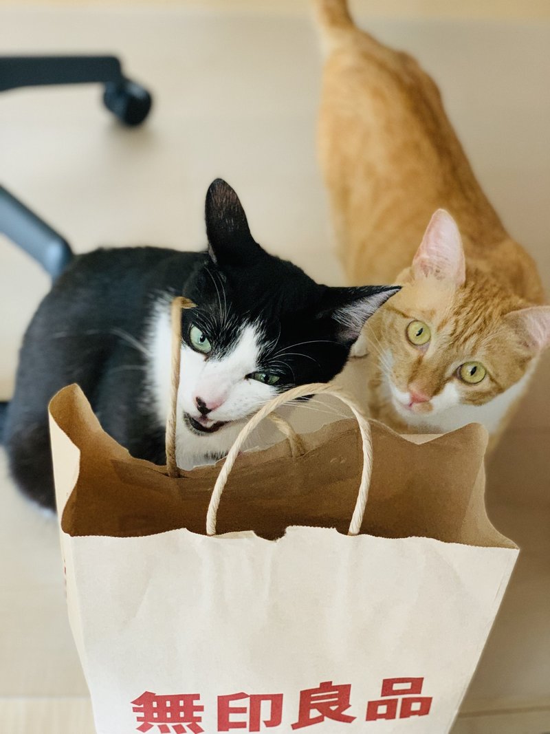 猫の顔の大きさは に比例していた Onepax Note