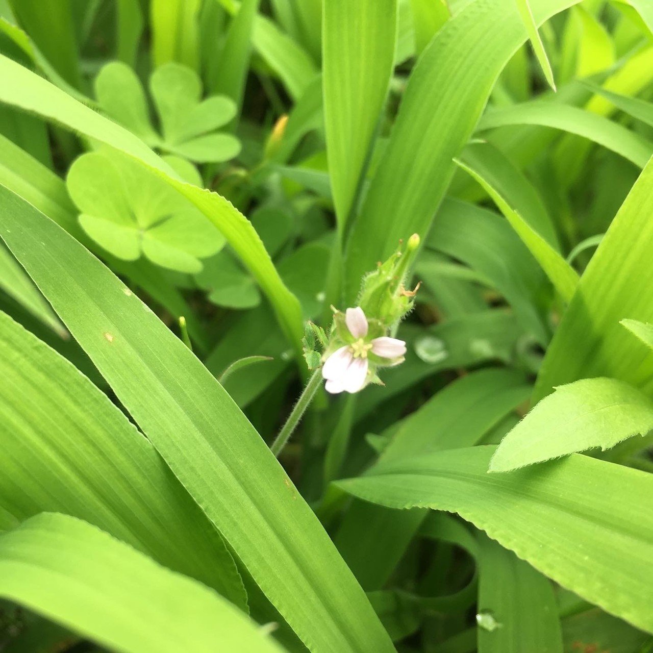 ブドウ畑で見つけた花 9 T Hide Note